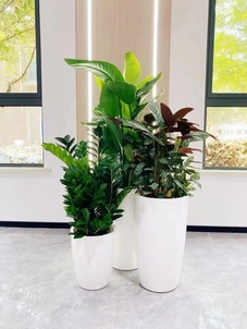 专业余姚花卉租摆,尽显独特花卉风情